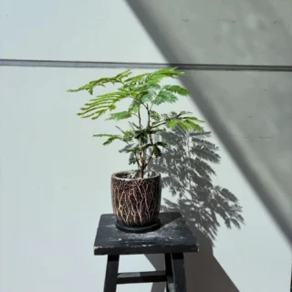 backyard | ボタニカルショップ